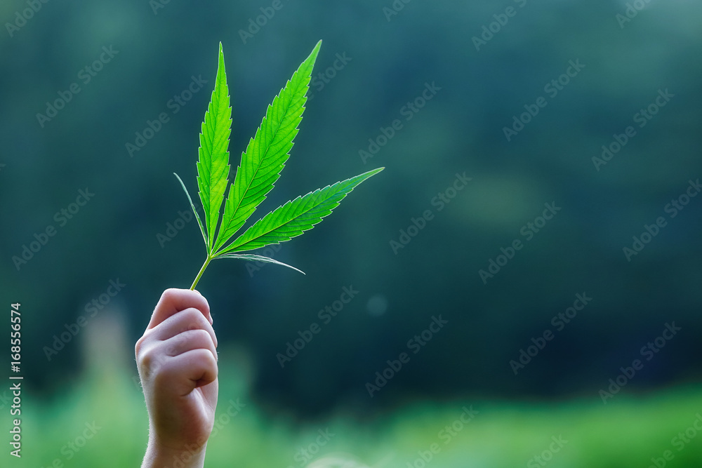 Hand holding a leaf of marijuana Hand holding a leaf of marijuana