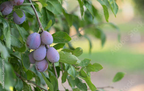Wallpaper Mural Plums on Tree Vine Fruit Orchard Torontodigital.ca