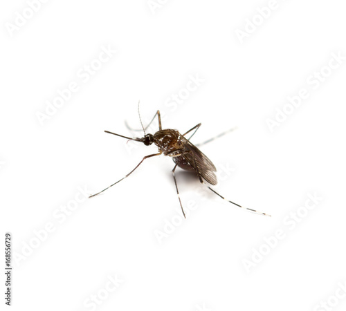 black culex mosquito © idambeer