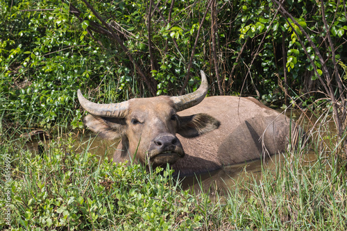 Fototapeta Naklejka Na Ścianę i Meble -  Pasture rised Asian water buffalo.