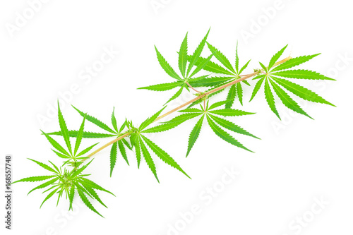  Cannabis  marijuana  plants