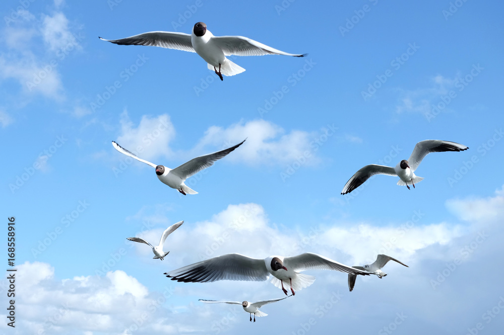Seagulls flying in the blue sky.