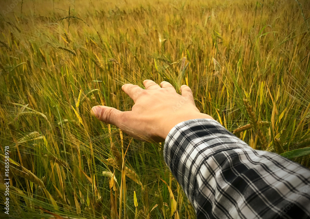 Farmer holding he's hand over fresh golden ecologically growth wheat. Farmer holding he's hand over fresh golden ecologically growth wheat.