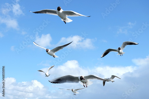 Seagulls flying in the blue sky.