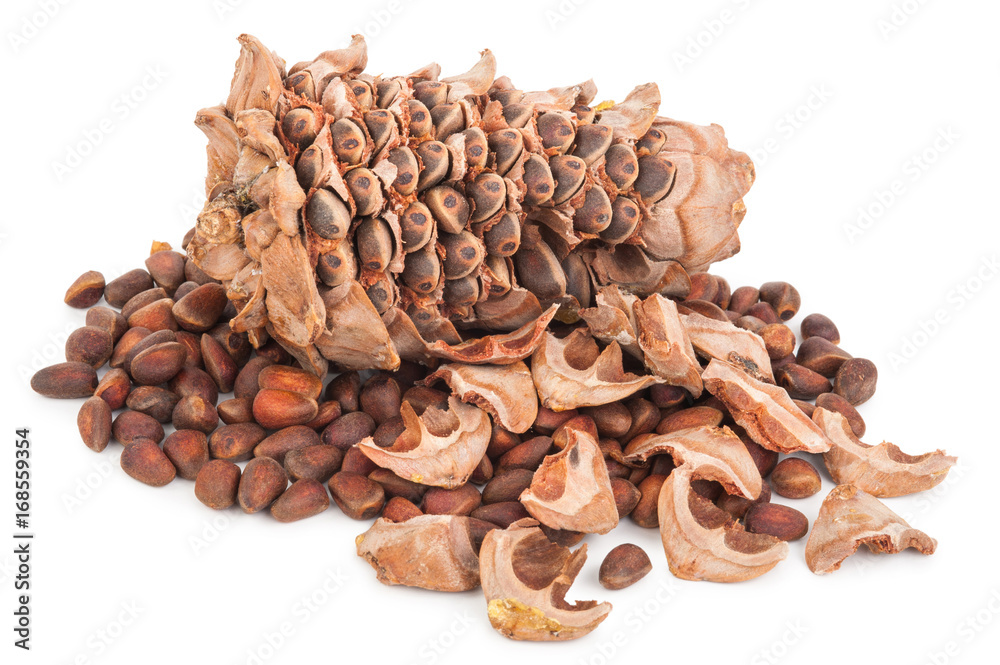 Cedar cone Cedar cone