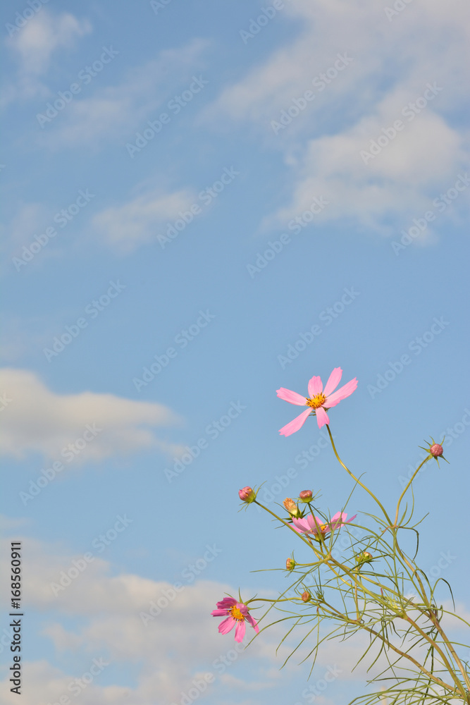 コスモスの花　青空

