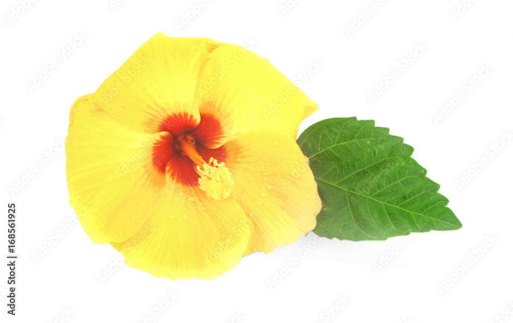 Hibiscus flower with leaf isolated on white background Hibiscus flower with leaf isolated on white background