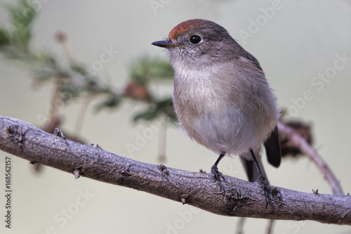 Red-capped Robin (Petroica goodenovii), Woodlands Historic Park, Greenvale, Australia. photo