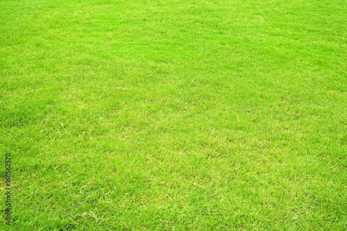 Close-up Green Lawn Background.