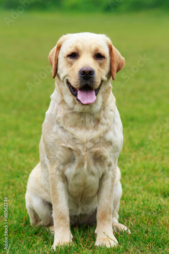 dog breed Labrador