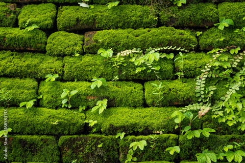 Green moss growing on old brick wall, Evergreen green moss at primitive forest located  Inthanon national park, Chiangmai, Thailand