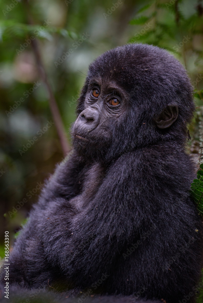 Portrait of a mountain gorilla with cub at a short distance. gorilla close up portrait.The mountain gorilla (Gorilla beringei beringei) Portrait of a mountain gorilla with cub at a short distance. gorilla close up portrait.The mountain gorilla (Gorilla beringei beringei)