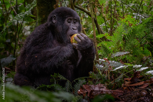 Portrait of a mountain gorilla with cub at a short distance. gorilla close up portrait.The mountain gorilla (Gorilla beringei beringei) © vaclav