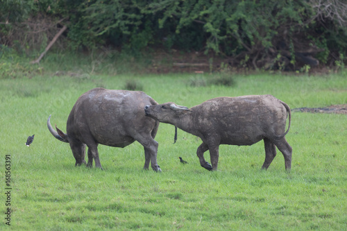 Pasture raised Asian water buffalo.