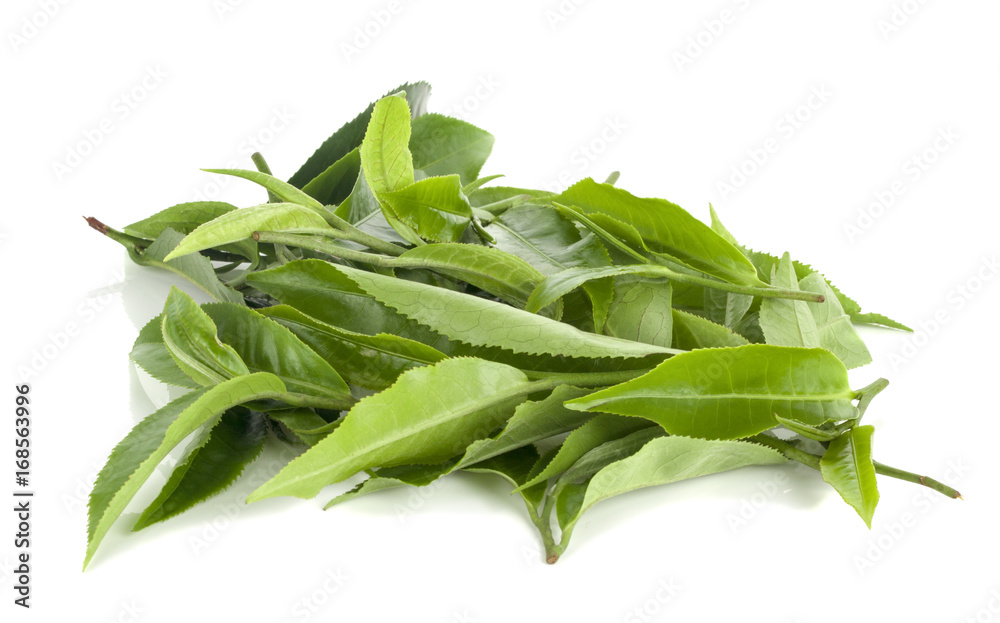 green tea leaf isolated on white background green tea leaf isolated on white background