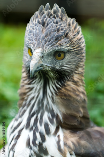 Close up of a Changeable Hawk-Eagle.
