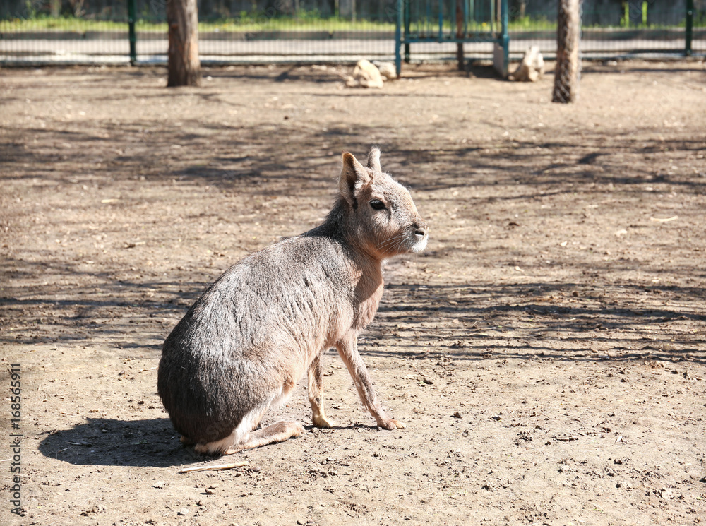 Fototapeta premium Cute patagonian mara in zoological garden