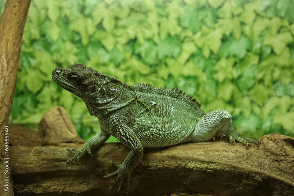 Fototapeta premium Iguana in zoological garden