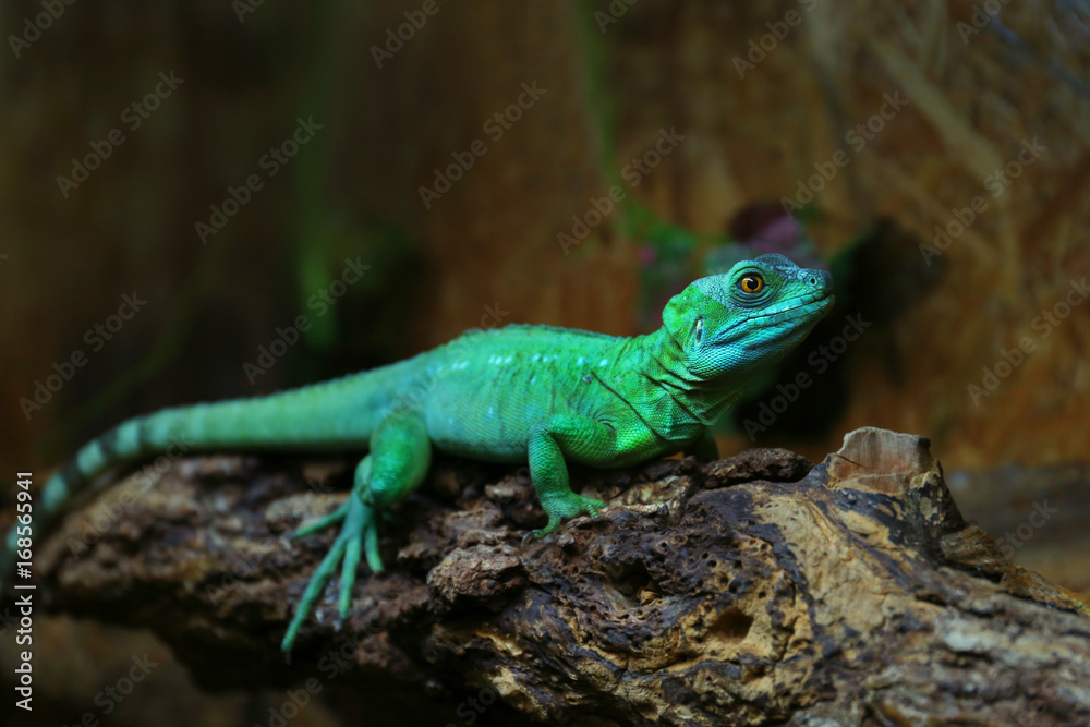 Green basilisk lizard in zoological garden