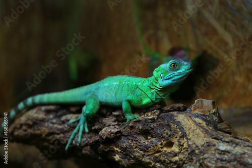 Green basilisk lizard in zoological garden