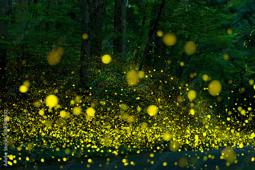 Many fireflies flying in the forest.(It's like a light falls) - obrazy, fototapety, plakaty 
