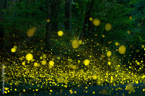 Many fireflies flying in the forest.(It's like a light falls)
