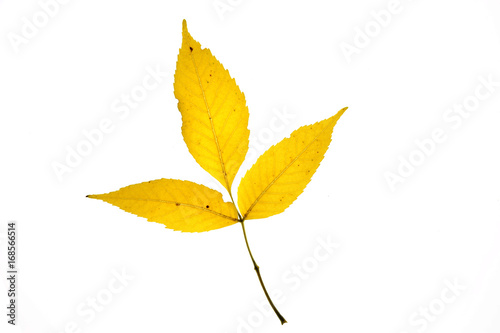 yellow autumn leaves on twig isolated on white background