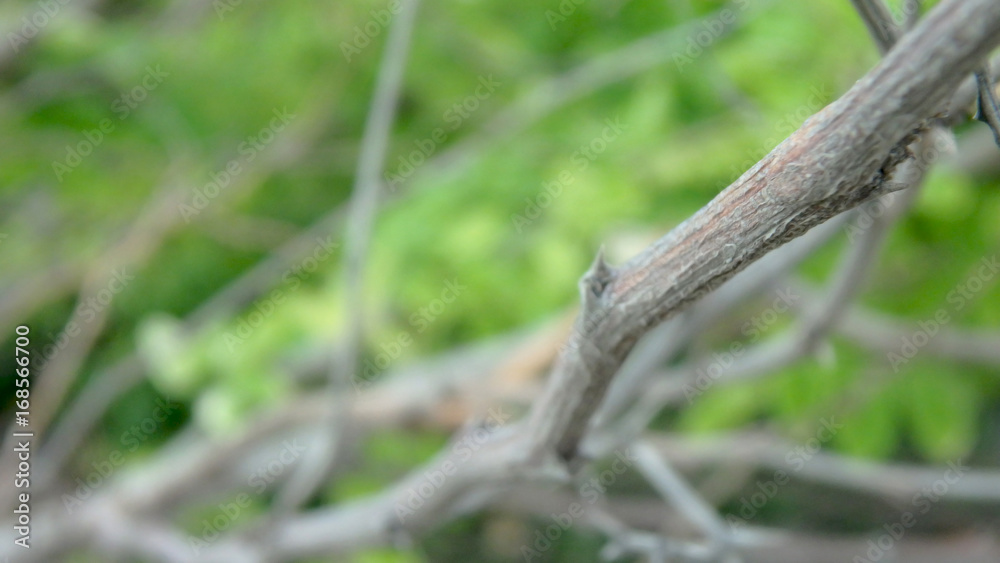 Macro photography from tree branch Macro photography from tree branch