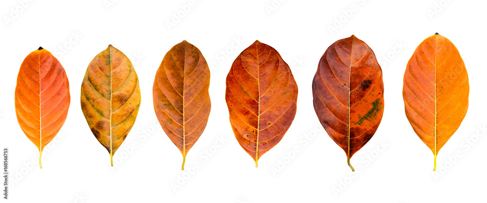 Fototapeta premium Close up orange leaf on white background.