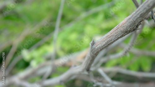 Macro photography from tree branch