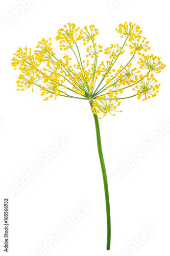 Dill Umbel Isolated