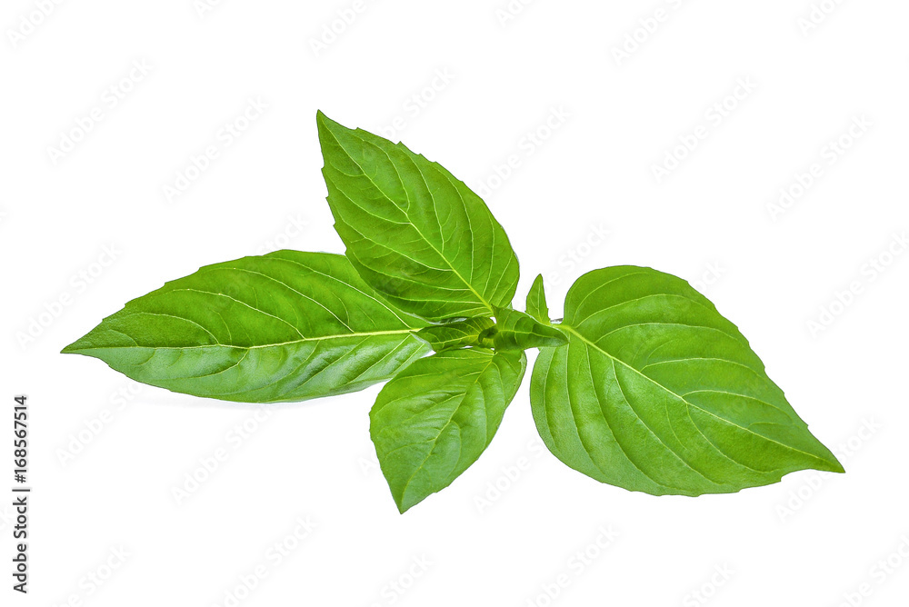 green leaf of basil herb isolted on white background green leaf of basil herb isolted on white background