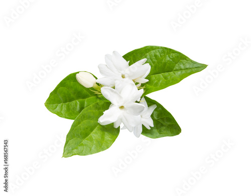 White jasmine flowers with green leaf isolated on white background  clipping path included 