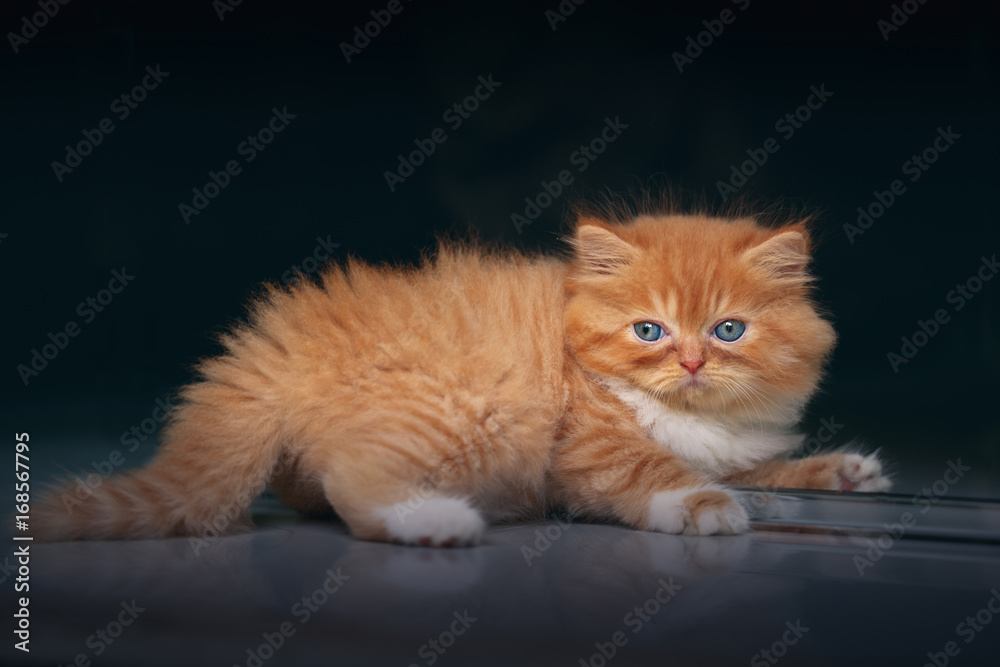 Persian Kitten on black background.