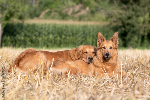 Verliebte Hunde
