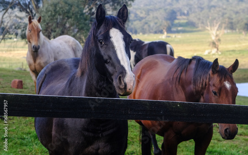 Horses in a paddock