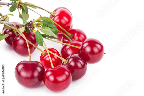 Cherry branch with leaves