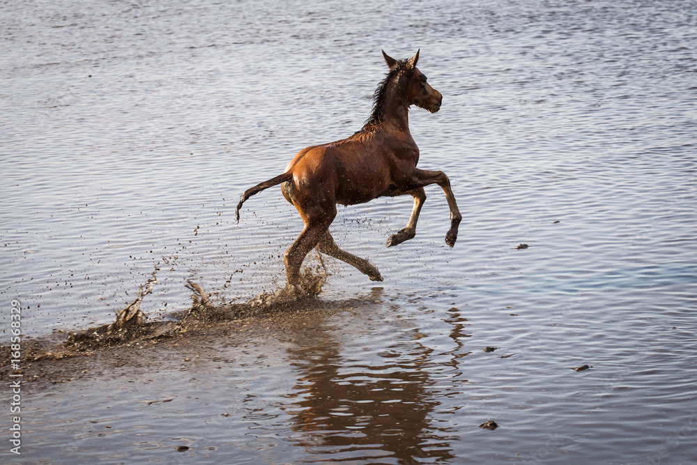 Wild horses of Cappadocia at sunset with beautiful sands, running and guided by a cawboy Wild horses of Cappadocia at sunset with beautiful sands, running and guided by a cawboy