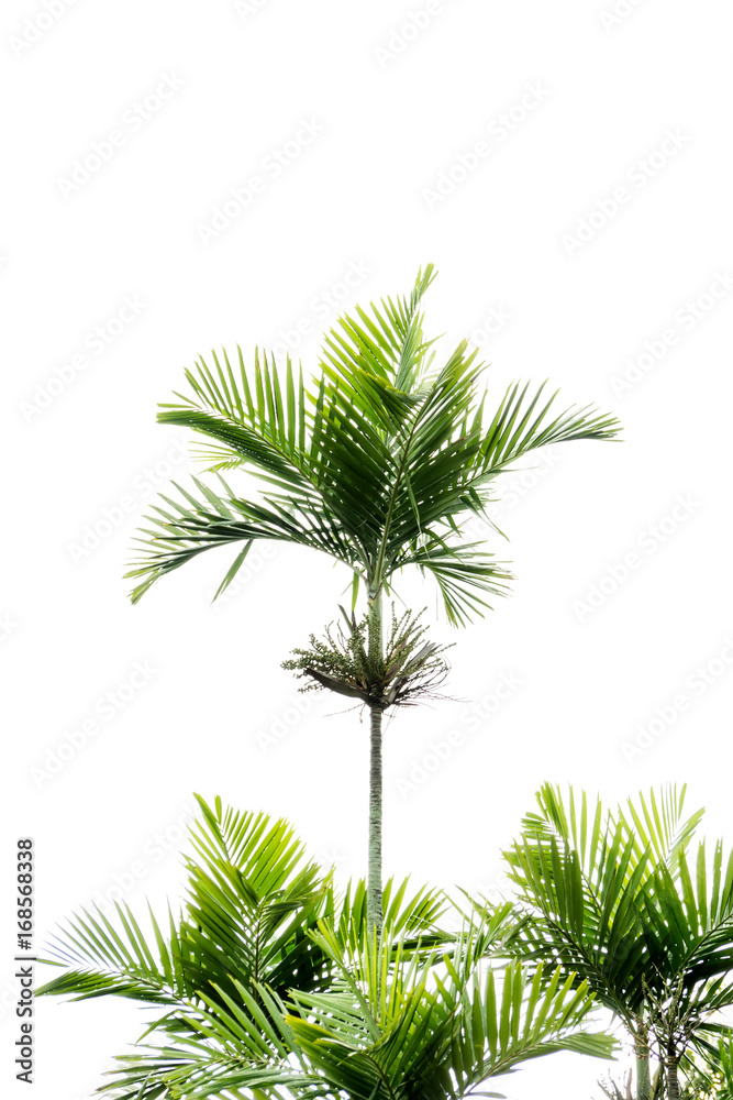 Cyrtostachys renda tree on white background. Cyrtostachys renda tree on white background.