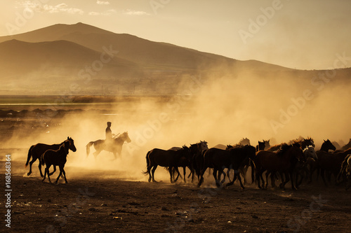 Wild horses of Cappadocia at sunset with beautiful sands, running and guided by a cawboy © danmir12