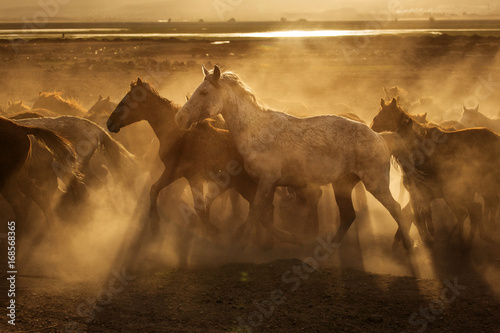 Fototapeta Naklejka Na Ścianę i Meble -  Wild horses of Cappadocia at sunset with beautiful sands, running and guided by a cawboy