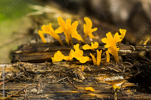 Close up group of Yellow Mushroom photo