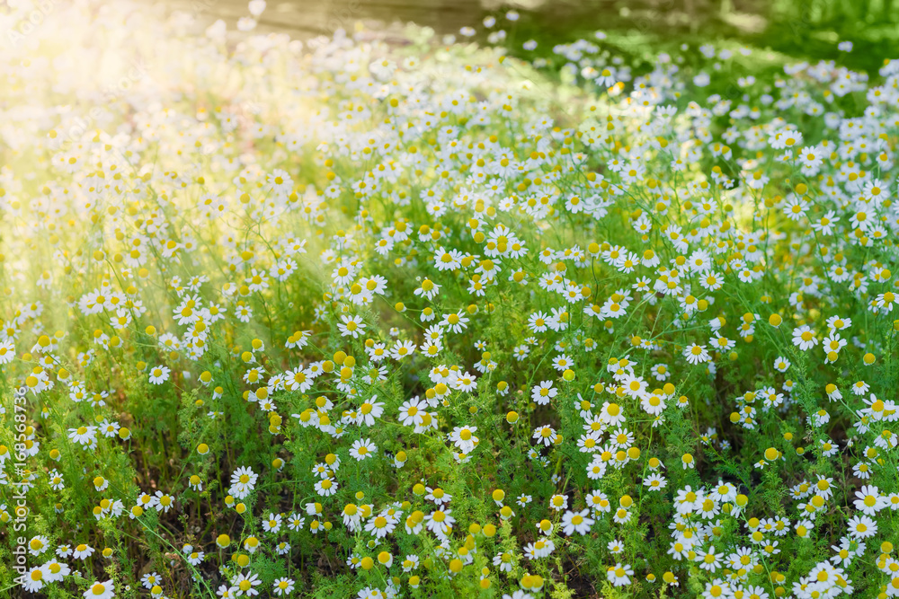 Background of the chamomiles on a meadow at sunrise Background of the chamomiles on a meadow at sunrise