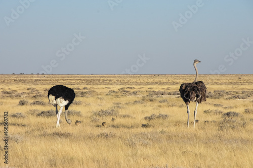 Ostrich and baby chicks walking