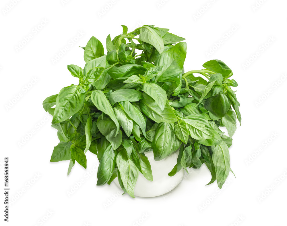 Obraz premium Bunch of the green basil in a white mug