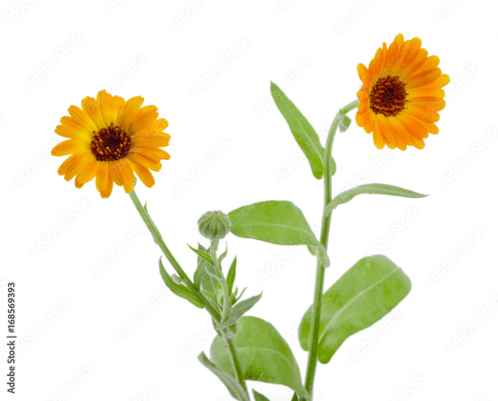 Naklejka premium Calendula. Marigold flower with leaf isolated on white background