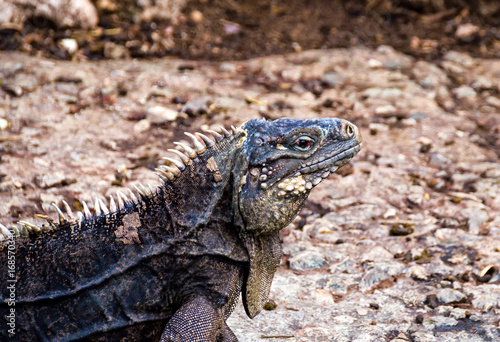 Iguana Common