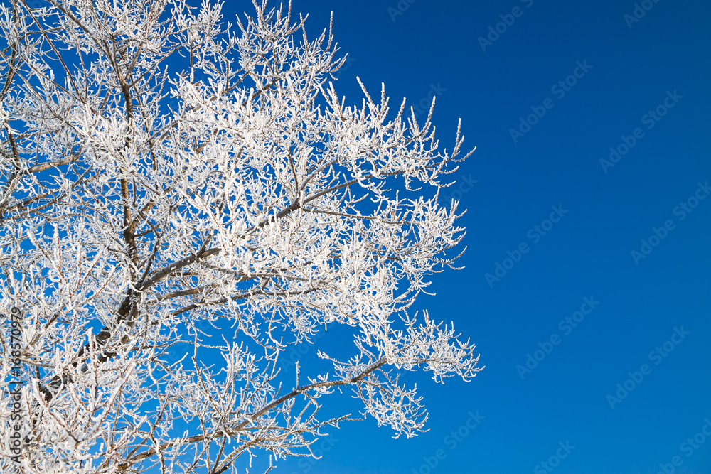 tree branches covered with snow on background blue sky