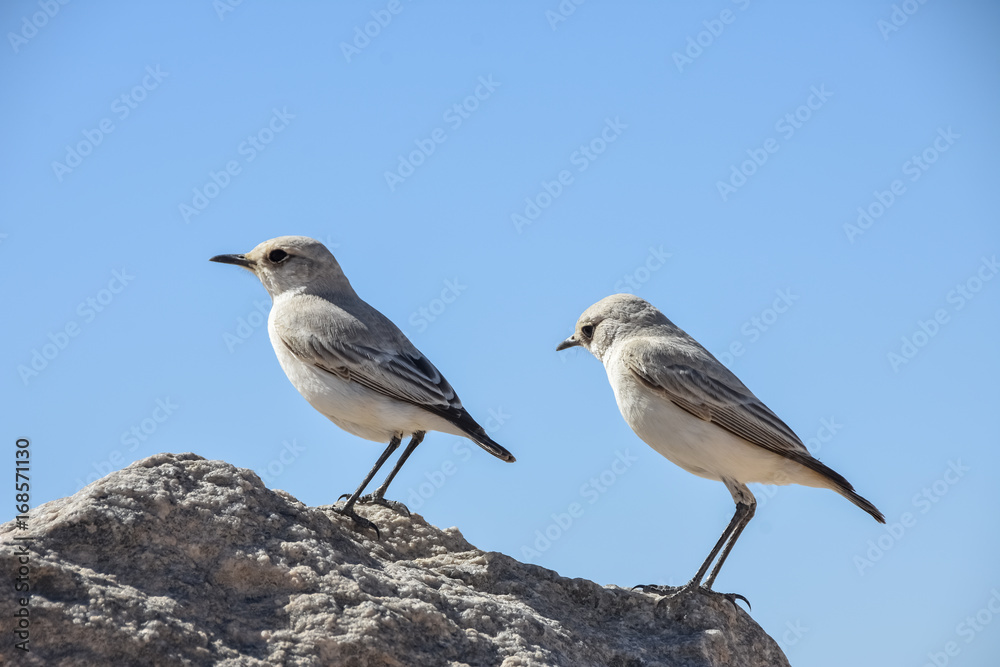 Tractrac Chat- Namibia:small bird Tractrac Chat- Namibia:small bird