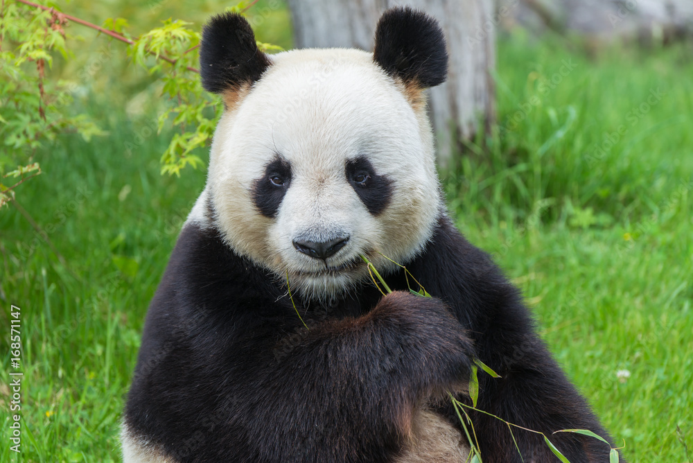 Obraz premium Giant panda, bear panda sitting on the grass eating bamboo 